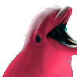 dolphinparty emote for Discord
