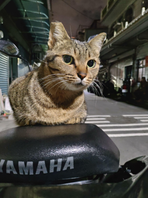 cat emote for Discord