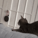 cat_wut emote for Discord