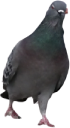 mighty_pigeon static emote