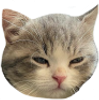 catMmmm emote for Discord