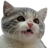 catShokku emote for Discord