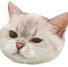 catRly emote for Discord
