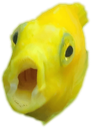 zikefish_pog emote for Discord