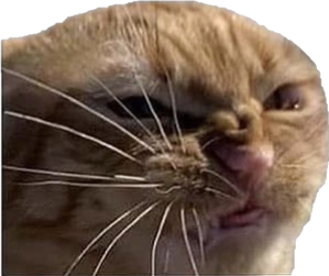 cat emote for Discord