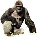 Harambe emote for Discord