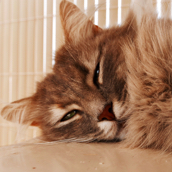 cutecat_aka_marcelpfp emote for Discord
