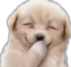 Puppy_Giggles emote for Discord