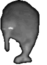 KiwiBird emote for Discord