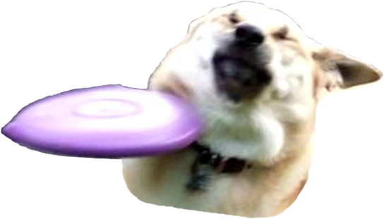 FrisbeeDog emote for Discord