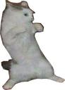 CatFighting emote for Discord