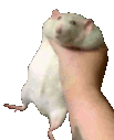 ratSHAKE emote for Discord