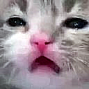 catconfusion emote for Discord