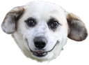 dogola emote for Discord