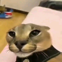 floppa emote for Discord