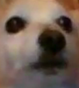 boomer emote for Discord
