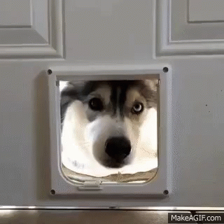 CuteHusky emote for Discord