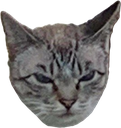 madcat emote for Discord