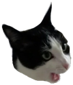 catpog emote for Discord