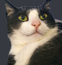 cat emote for Discord