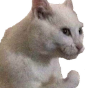 79_CatChefKiss emote for Discord