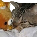 72_CatGlare emote for Discord