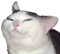 knifecat emote for Discord