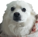 snowball_scared emote for Discord