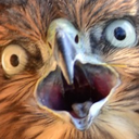 falconwtf2 emote for Discord