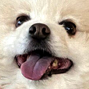 pomhappy emote for Discord