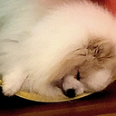 pomsleep emote for Discord