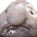 blobfish emote for Discord