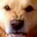 dogrrr emote for Discord