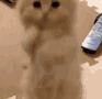 cat_beg emote for Discord