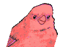 partyannoyedbirdParrot emote for Discord