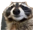 SzymekSowa emote for Discord