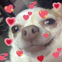 Dog_Feeling_Loved emote for Discord