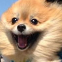 Dog_Happy_Smile emote for Discord