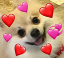 Hearts_Dog_Love emote for Discord
