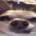 Trap_Dawg emote for Discord
