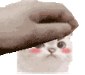 petCat emote for Discord