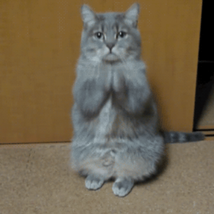 cat animated emote