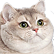 fatCat emote for Discord