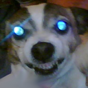 blue_eyes_white_doggo emote for Discord