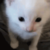 HERBERT emote for Discord