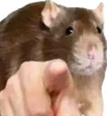PointingRat emote for Discord