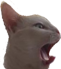 other_cat emote for Discord