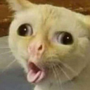 GaggingCat emote for Discord