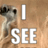 ISeeMeerkat emote for Discord