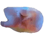 holo_chook emote for Discord